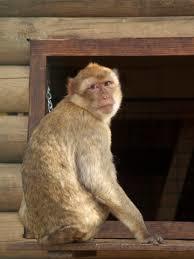 Zwierzyniec Bałtowski